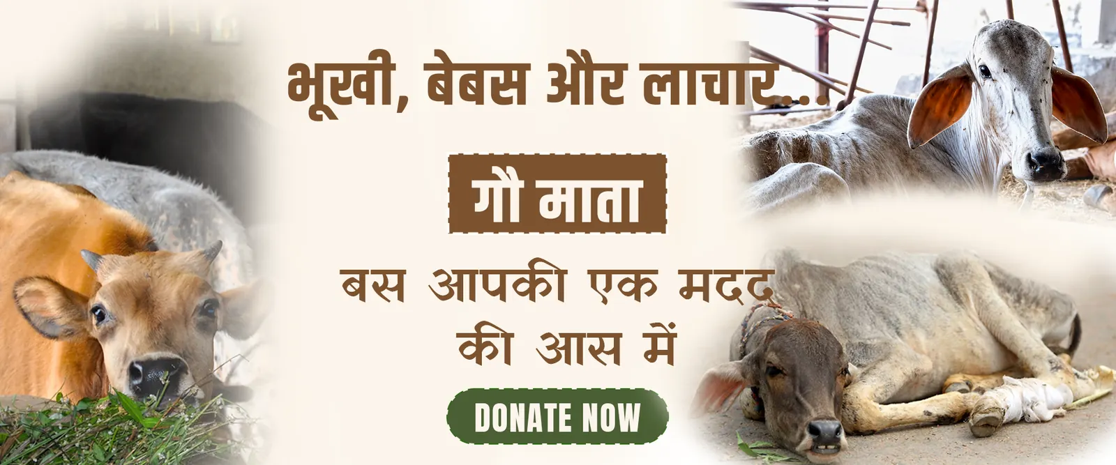 भूखी, बेबस और लाचार गौ माता — बस आपकी एक मदद की आस में। Cow Donation, Donate Now