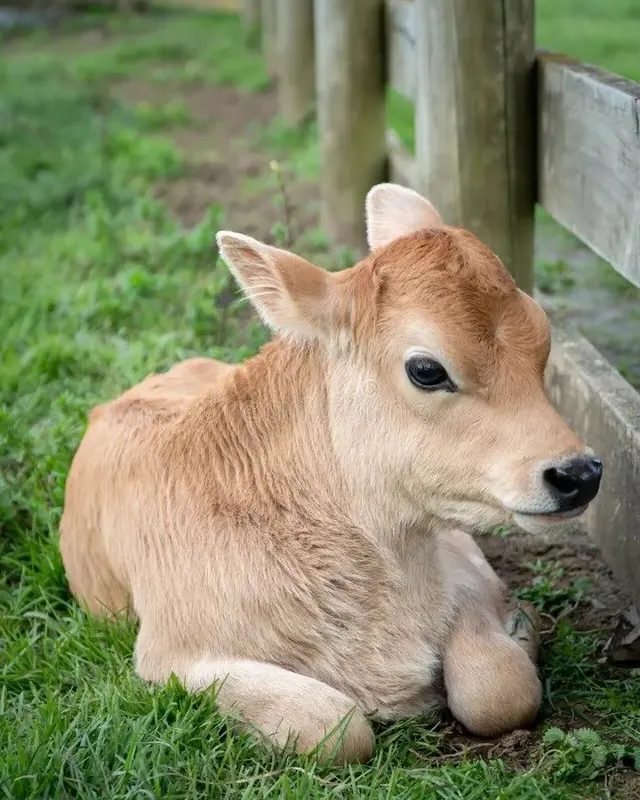 A young calf resting at the gaushala
