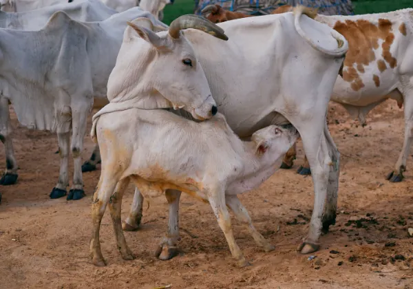A Gau Mata with her calf at the gaushala