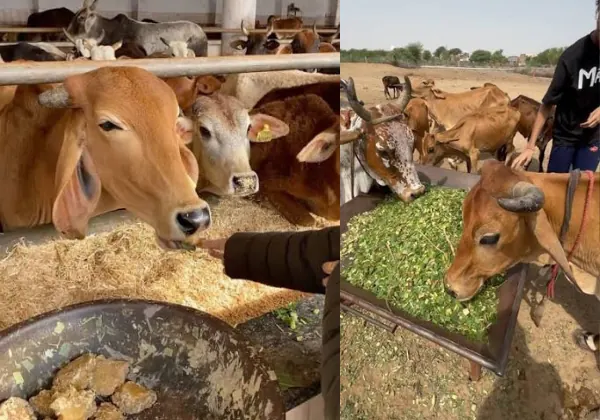 Cows eating fodder at the gaushala