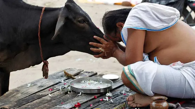 A devotee bowing to Gau Mata