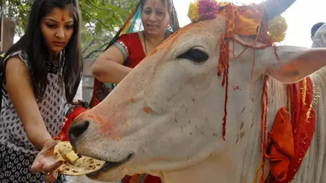A devotee lovingly feeding a decorated cow