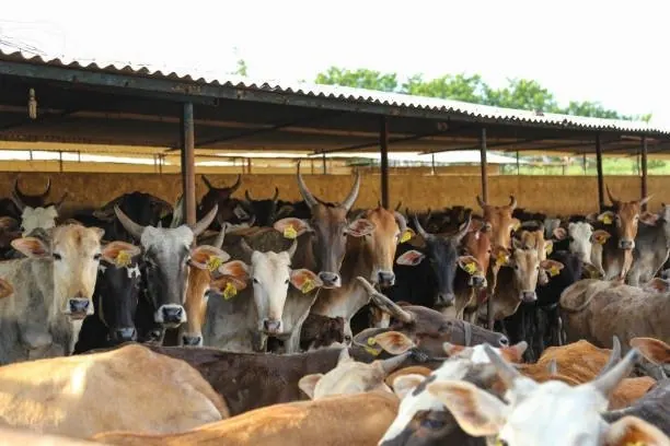 Cows and bulls at the gaushala