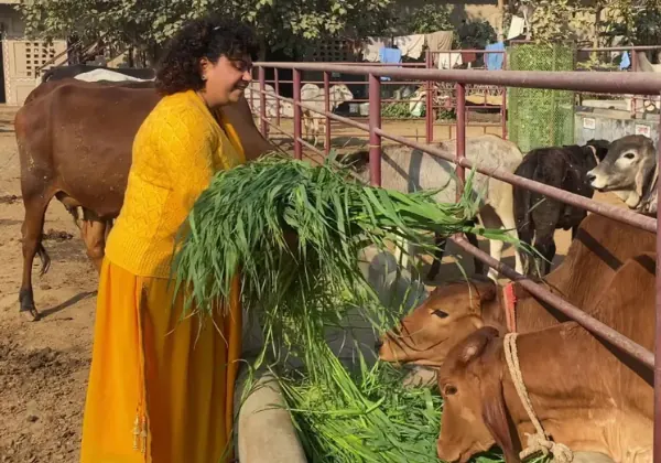 A volunteer feeding green fodder to cows