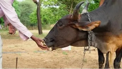 Hand feeding a cow