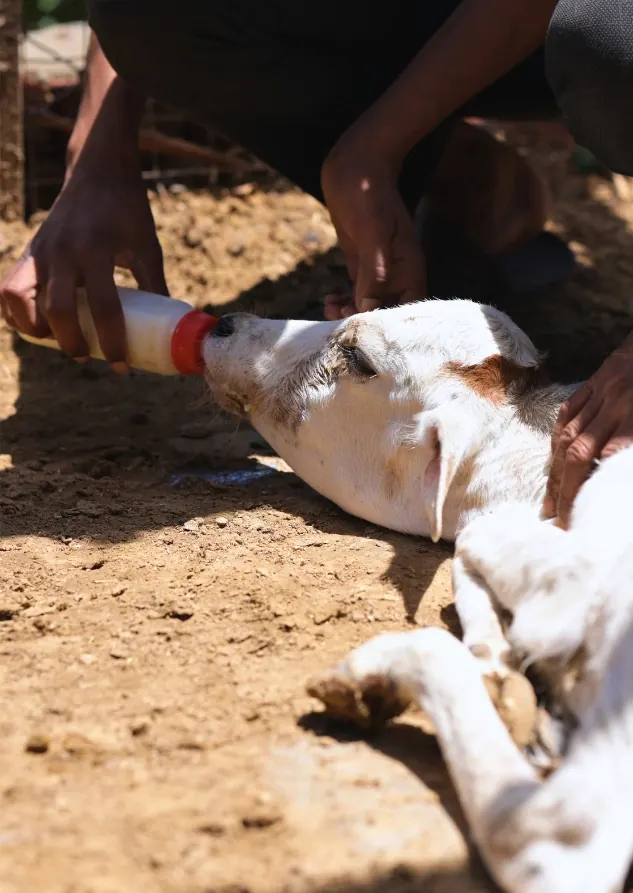 Volunteers providing medical care to cows