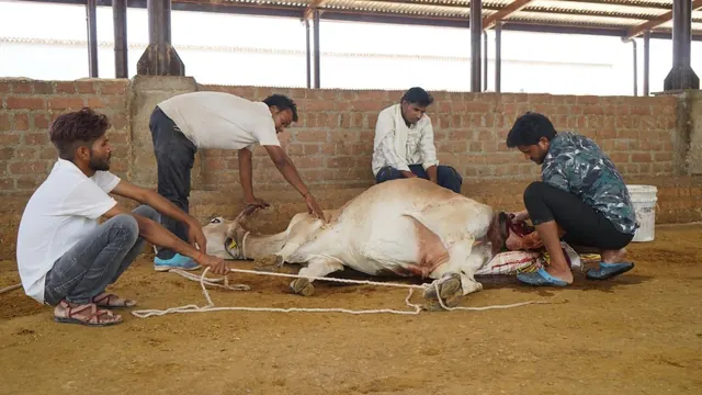 Volunteers caring for an injured cow