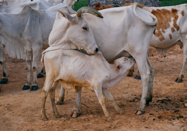 Dharamveer Sewa Foundation
