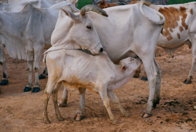 Dharamveer Cow 1