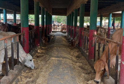 Dharamveer Cow 2