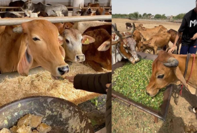 Dharamveer Cow 7