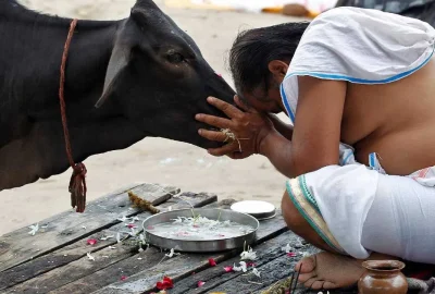 cow-final