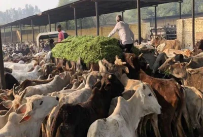 gaushala_delhi_1548083535_749x421